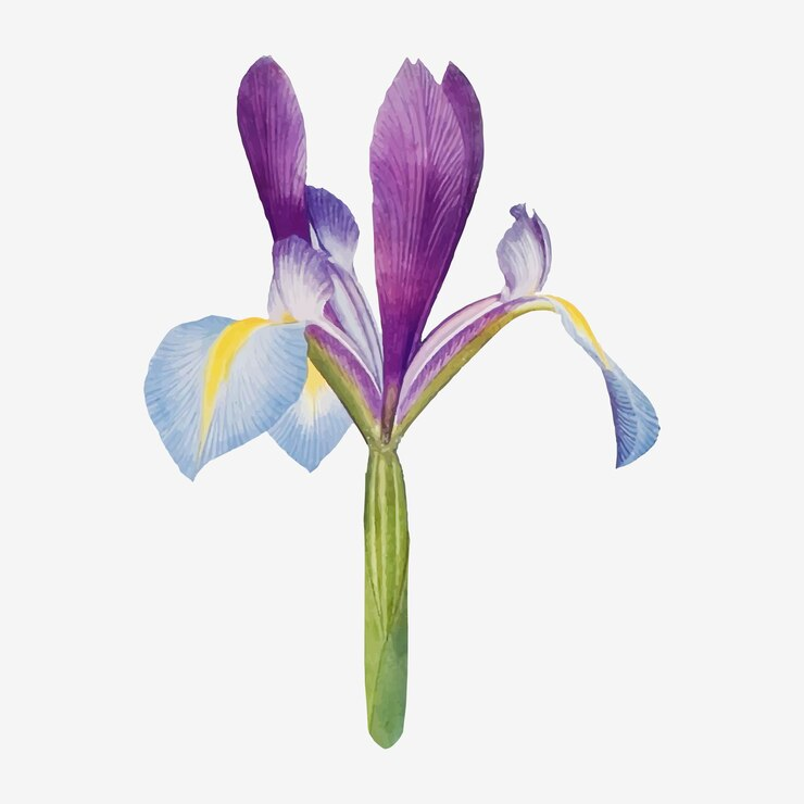Iris Flowers for graduation day