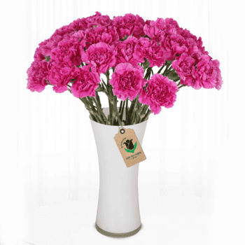 Pink carnation in a vase