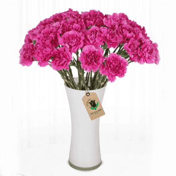 Pink carnation in a vase