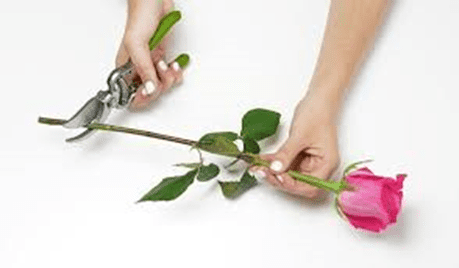 Bouquet-Making