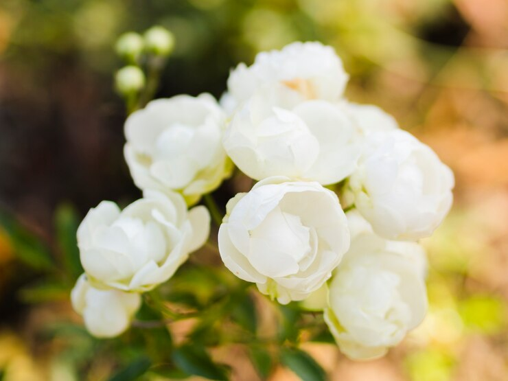 Gardenias flowers for graduation day