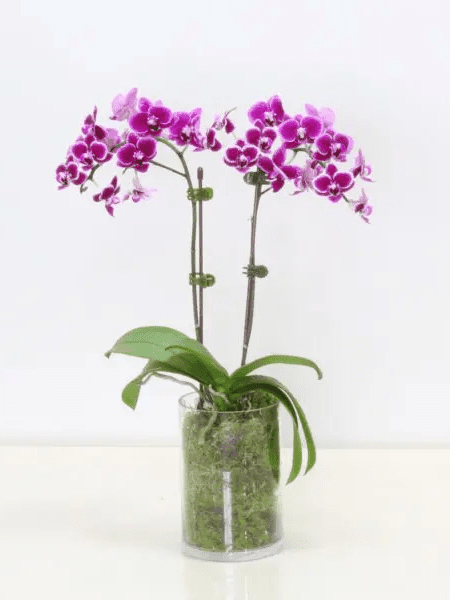 orchid purple plant
