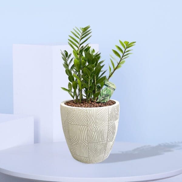 Zamioculcus: The Zen ZZ Plant A 6o cm ZZ Plant with dark green leaves in a white ceramic pot