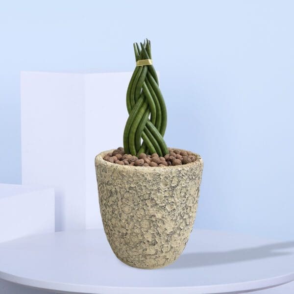 Twisted Cylindrical Snake Plant in ceramic pot A braided Snake Plant in a stylish pot with striking cylindrical leaves