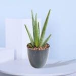 Aloe Vera Plant in a Pot