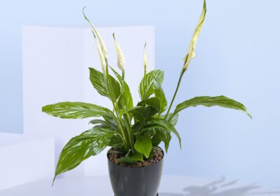 Peace Lily plant with white flowers and green leaves in a black pot
