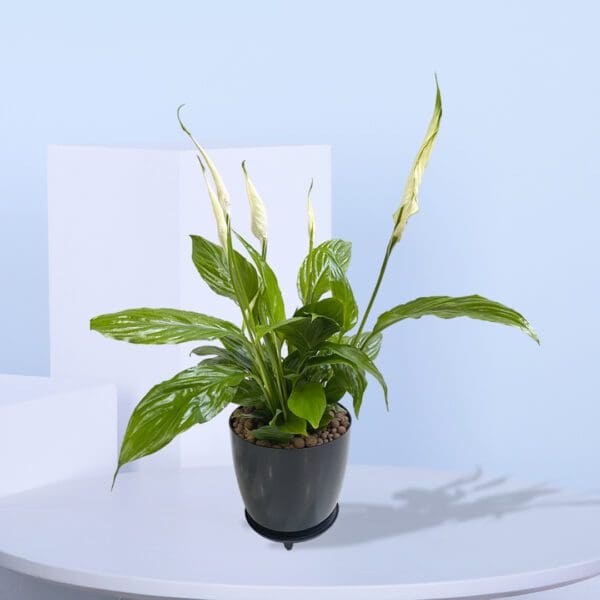 Spathiphyllum, Peace Lily Peace Lily plant with white flowers and green leaves in a black pot