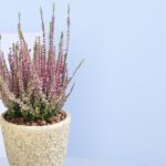 2 - Heather Plant in a Ceramic Pot