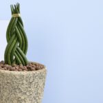2 - Twisted Cylindrical Snake Plant in ceramic pot
