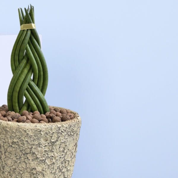 2 - Twisted Cylindrical Snake Plant in ceramic pot