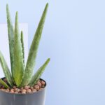 2 - Aloe Vera Plant in a Pot