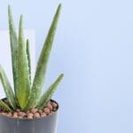 2 - Aloe Vera Plant in a Pot