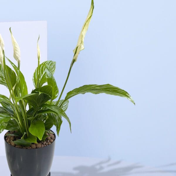 2 - Spathiphyllum, Peace Lily
