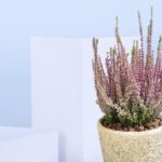 3 - Heather Plant in a Ceramic Pot