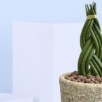 3 - Twisted Cylindrical Snake Plant in ceramic pot
