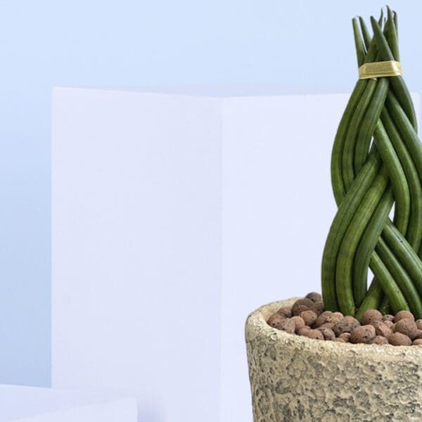 3 - Twisted Cylindrical Snake Plant in ceramic pot