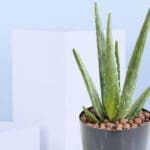 3 - Aloe Vera Plant in a Pot
