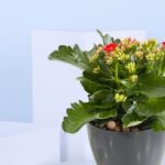 3 - Colorful Kalanchoe Mix in Balck Pot