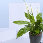 3 - Spathiphyllum, Peace Lily