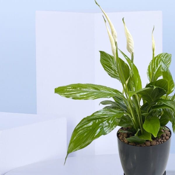 3 - Spathiphyllum, Peace Lily