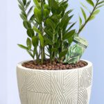 4 - Zamioculcus: The Zen ZZ Plant