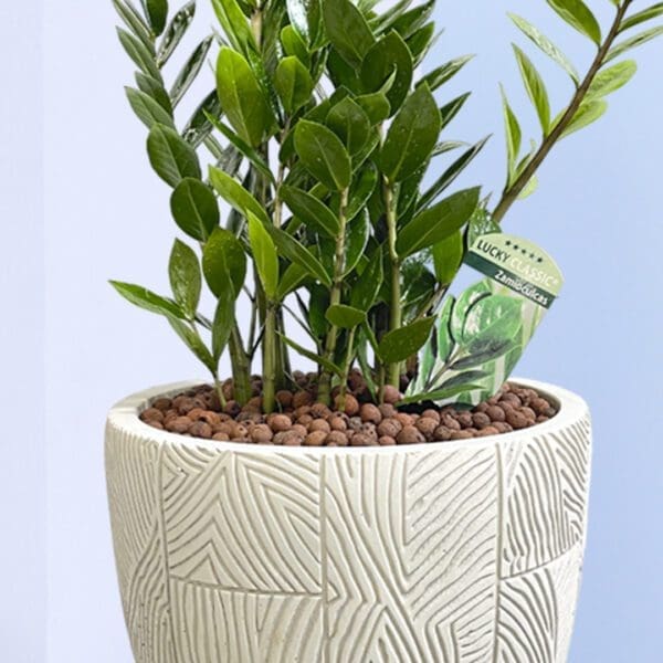 4 - Zamioculcus: The Zen ZZ Plant