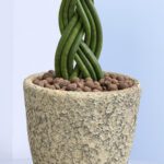 4 - Twisted Cylindrical Snake Plant in ceramic pot