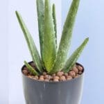 4 - Aloe Vera Plant in a Pot