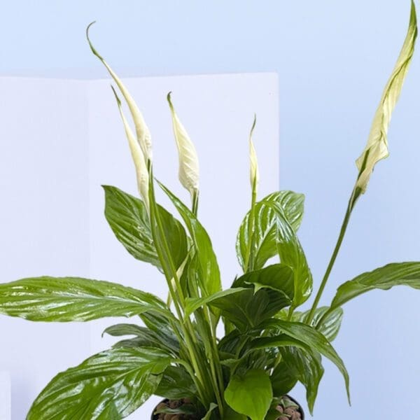 4 - Spathiphyllum, Peace Lily