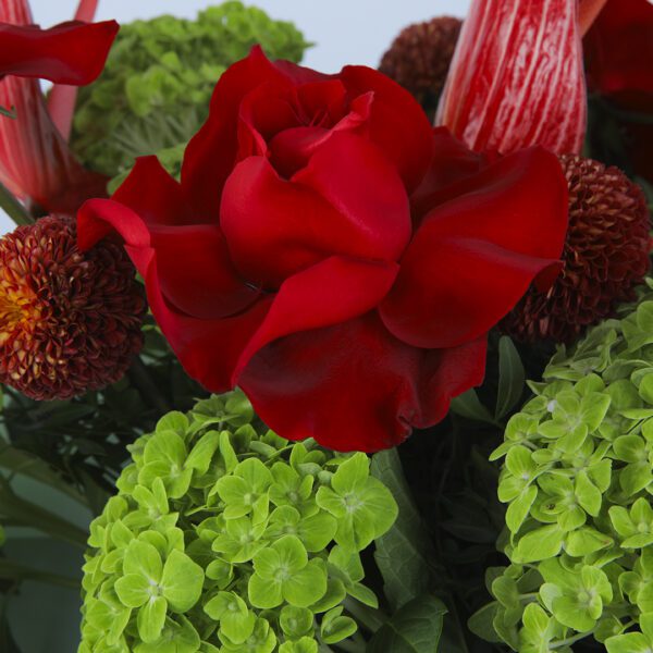 Elegant arrangement of 5 red roses, vibrant anthuriums, and green hydrangeas with leaves, wrapped in delicate light blue wrapping paper