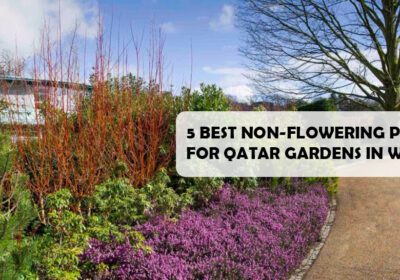 A colorful winter garden scene in Qatar. The image features a variety of non-flowering plants, including purple heather, red-stemmed shrubs, and evergreen trees. A gravel path winds through the garden, and the sky is clear and blue.