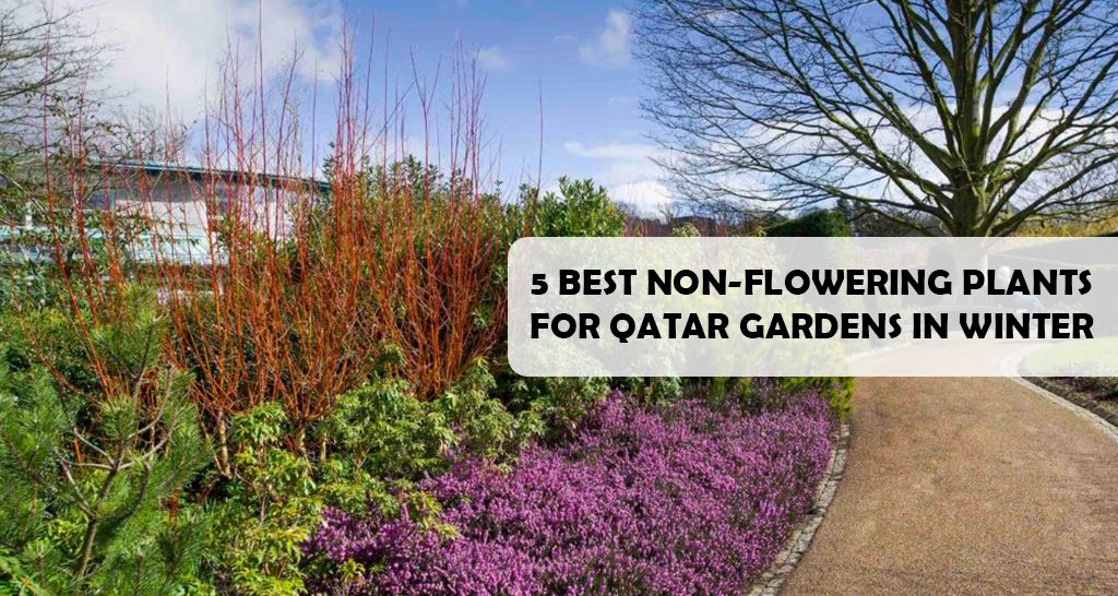 A colorful winter garden scene in Qatar. The image features a variety of non-flowering plants, including purple heather, red-stemmed shrubs, and evergreen trees. A gravel path winds through the garden, and the sky is clear and blue.