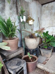 A rustic and charming outdoor space with a collection of potted plants. The plants are arranged on various surfaces, including a wooden table, a stone pedestal, and a small stool. The walls are painted a faded light blue, and there are old wooden shutters leaning against them.