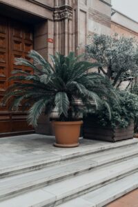 A large potted palm tree sits on the steps leading up to a grand building with a wooden door. The building has a classic architectural style with ornate details. Other potted plants are visible on the steps and beside the door. The overall tone of the image is elegant and sophisticated.