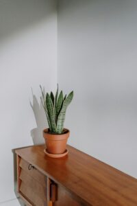 A potted snake plant sits on a wooden sideboard against a white wall. The plant casts a shadow on the wall, creating a pleasing contrast. The image has a minimalist and modern aesthetic.