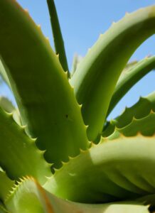 A close-up of a vibrant green aloe vera plant with its distinctive spiky leaves against a bright blue sky. The image highlights the plant's natural beauty and texture.