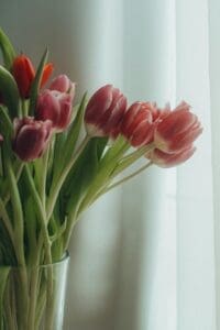 A bouquet of pink and red tulips in a glass vase, placed near a sheer curtain.