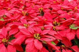 The image shows a beautiful field of red poinsettias. Poinsettias are a popular Christmas plant, known for their vibrant red bracts