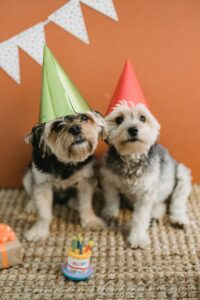 The image shows two adorable dogs wearing party hats and sitting side by side, celebrating a birthday.