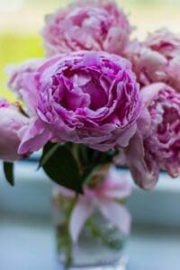 The image shows a beautiful bouquet of pink peonies in a glass vase. The peonies are in full bloom, with their ruffled petals adding texture and visual interest. The arrangement is simple yet elegant, making it a versatile choice for a variety of occasions.