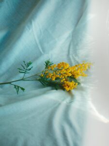 Yellow mimosa flower spray on fabric.