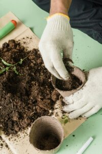 Potting soil and plant starts