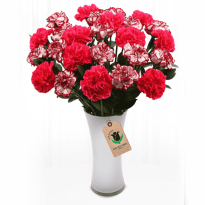 A bouquet of vibrant red carnations with white streaks is arranged in a white, trumpet-shaped vase.