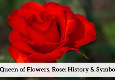 Explore the captivating history and symbolism of the 'Queen of Flowers'! Learn about rose varieties, their meanings, and how to care for these beautiful blooms.