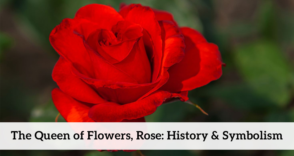 Explore the captivating history and symbolism of the 'Queen of Flowers'! Learn about rose varieties, their meanings, and how to care for these beautiful blooms.