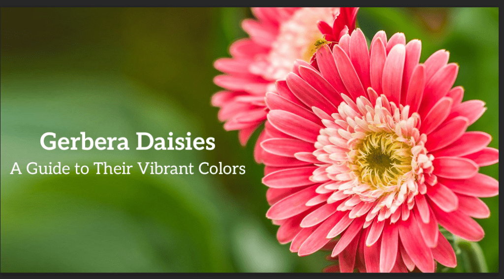 Discover the meaning behind every gerbera daisy colors! From love to joy, explore their symbolism, including blue, pink, white, yellow, and orange hues.