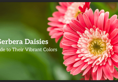 Discover the meaning behind every gerbera daisy colors! From love to joy, explore their symbolism, including blue, pink, white, yellow, and orange hues.