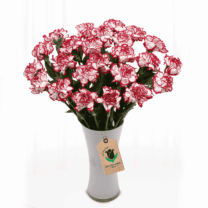 Red Carnation flower delivery are appropriate for nearly any occasion, as they are a symbol of both love and distinction. If red is their favorite color, then this pretty display of wonderfully feminine sexy red carnation flower is sure to be their favorite gift too.
