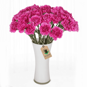 a bouquet of pink carnations in a white vase. The flowers have a vibrant pink color with the characteristic ruffled petals of carnations