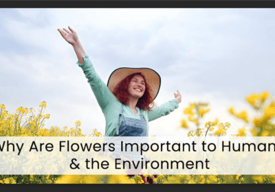 Discover why flowers are important to humans, and the environment. From enhancing well-being to supporting ecosystems, explore their vital role in our lives.